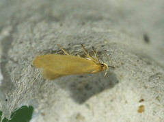 Helcystogramma rufescens