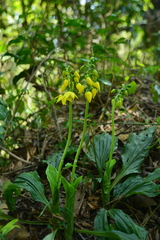 Calanthe striata