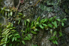 Gastrochilus formosanus