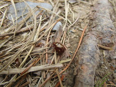 Chrysolina staphylaea