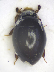Coleoptera