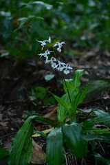 Calanthe arisanensis
