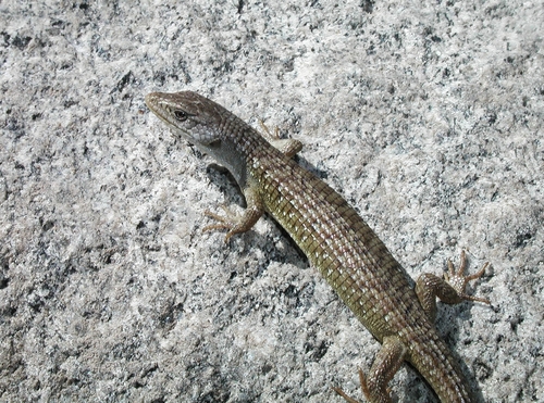iNaturalist observation photo of Sierra Alligator Lizard
