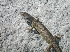Elgaria coerulea palmeri