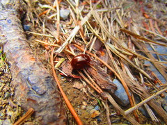 Chrysolina staphylaea