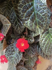 Episcia