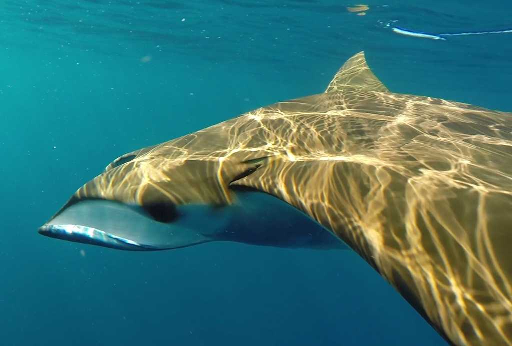 Sicklefin Devil Ray