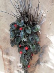 Episcia