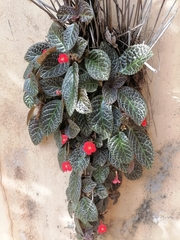 Episcia