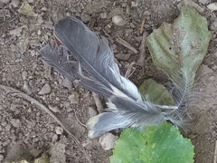Curruca melanocephala