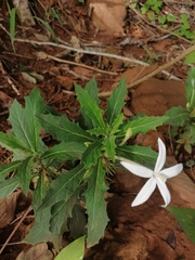 Hippobroma longiflora