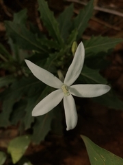 Hippobroma longiflora