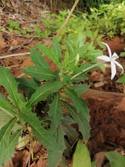 Hippobroma longiflora
