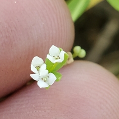Galium trifidum columbianum