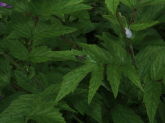 Synanthedon culiciformis