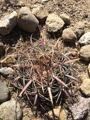 Ferocactus viridescens