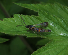 Synanthedon culiciformis