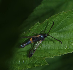 Synanthedon culiciformis