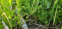 Galium trifidum columbianum