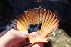 Leopecten diegensis