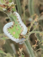 Monostegia