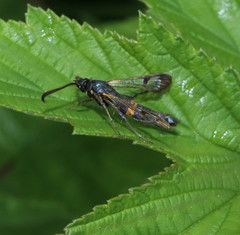 Synanthedon culiciformis