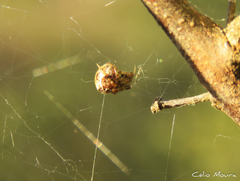Theridiidae