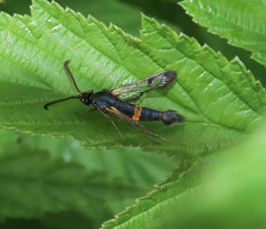 Synanthedon culiciformis
