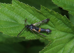 Synanthedon culiciformis