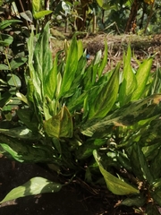 Aglaonema
