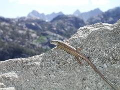 Elgaria coerulea palmeri