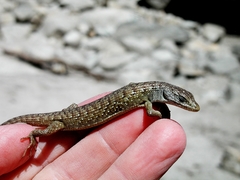 Elgaria coerulea palmeri