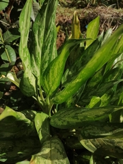 Aglaonema