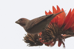 Carpodacus