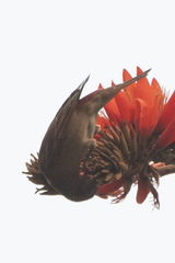 Carpodacus