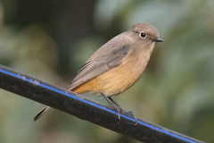 Phoenicurus frontalis