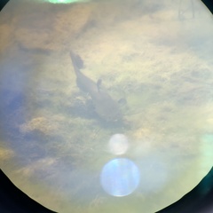 Ameiurus nebulosus
