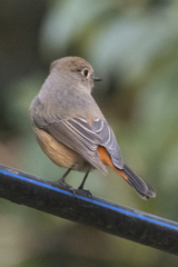 Phoenicurus frontalis