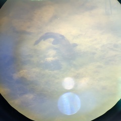 Ameiurus nebulosus