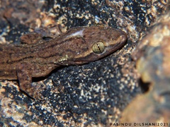 Kellart's Kandyan Gecko photo 3