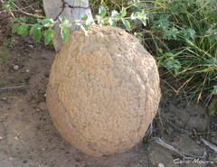 Constrictotermes cyphergaster