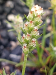 Plantago aristata