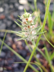 Plantago aristata