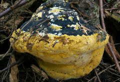 Trichoderma americanum