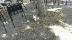 Columba livia domestica