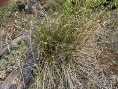Juncus effusus austrocalifornicus