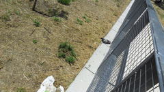 Columba livia domestica