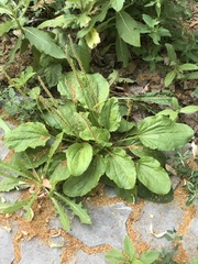 Plantago major