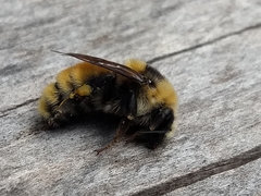 Bombus appositus