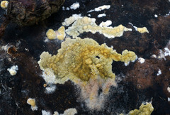 Trichoderma americanum